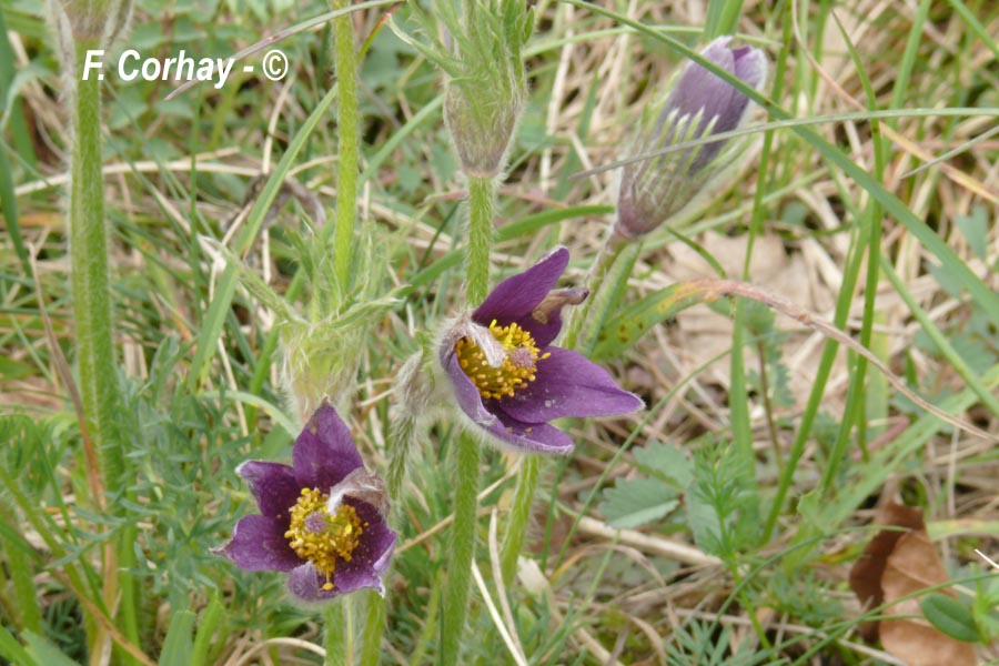 Pulsatilla vulgaris (Anemone pulsatilla) (anémone pulsatille)