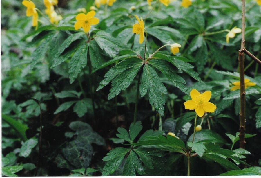 Anemone ranunculoides (Anémone fausse-renoncule)