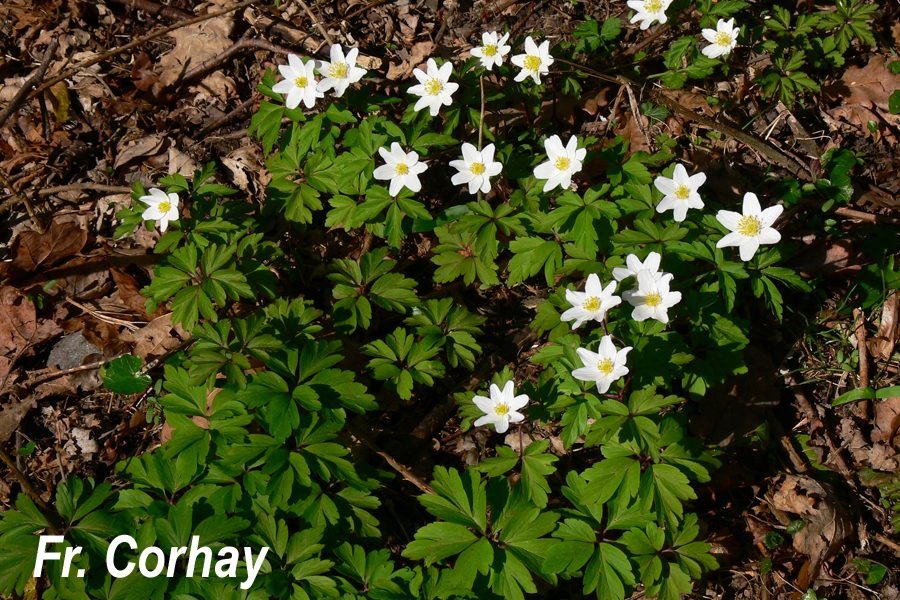 Anemone nemorosa