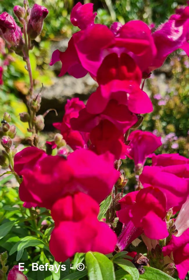 Antirrhinum majus