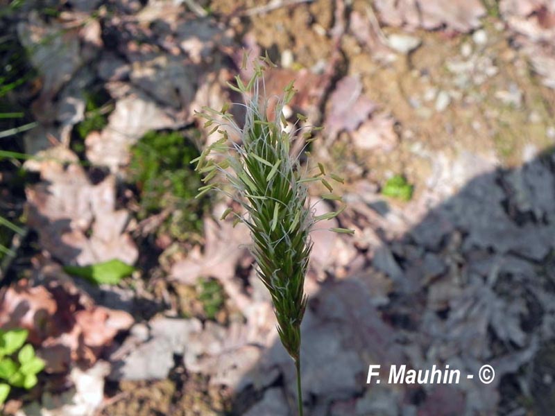 Anthoxanthum odoratum (flouve odorante)