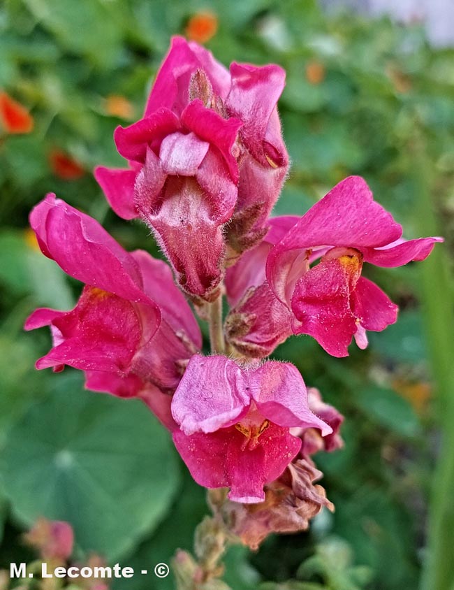 Antirrhinum majus
