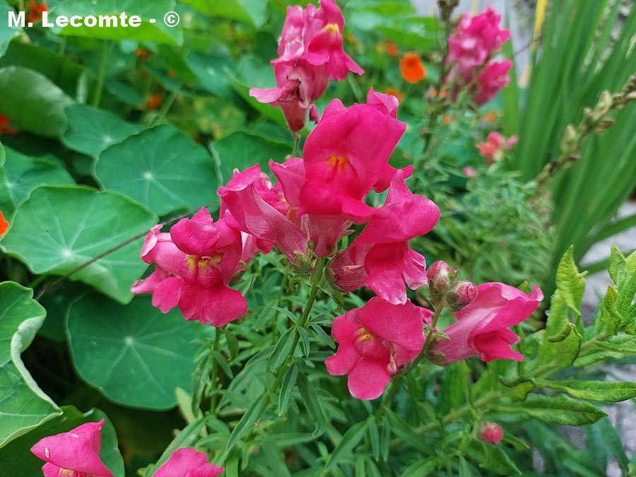 Antirrhinum majus