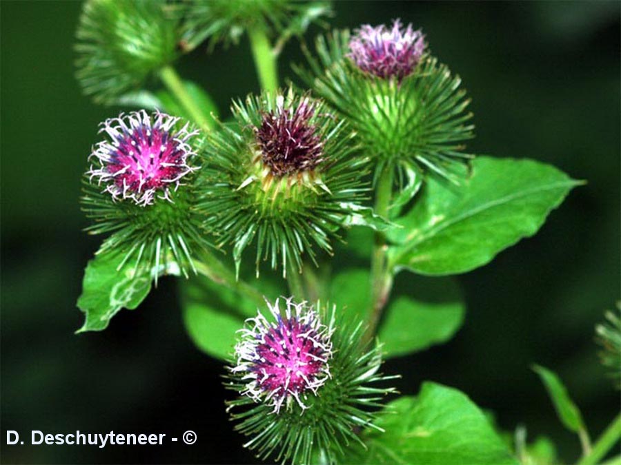 Arctium lappa