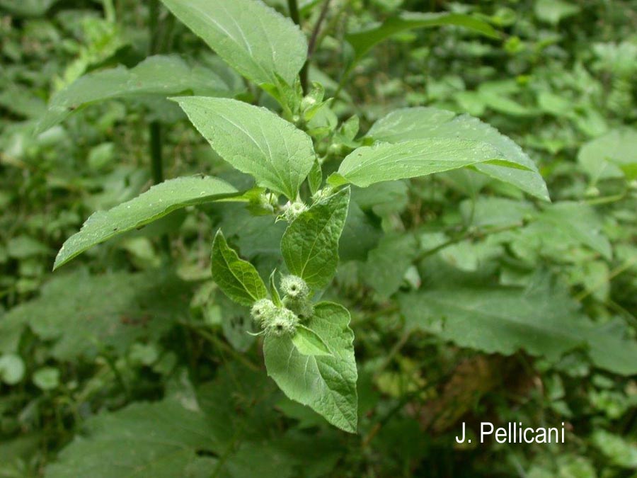 Arctium minus