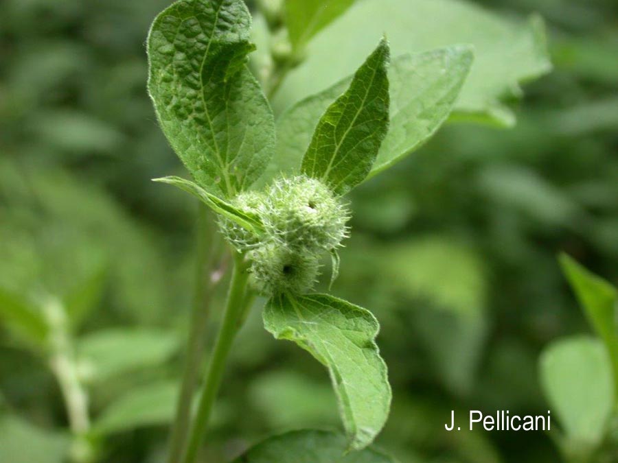 Arctium minus