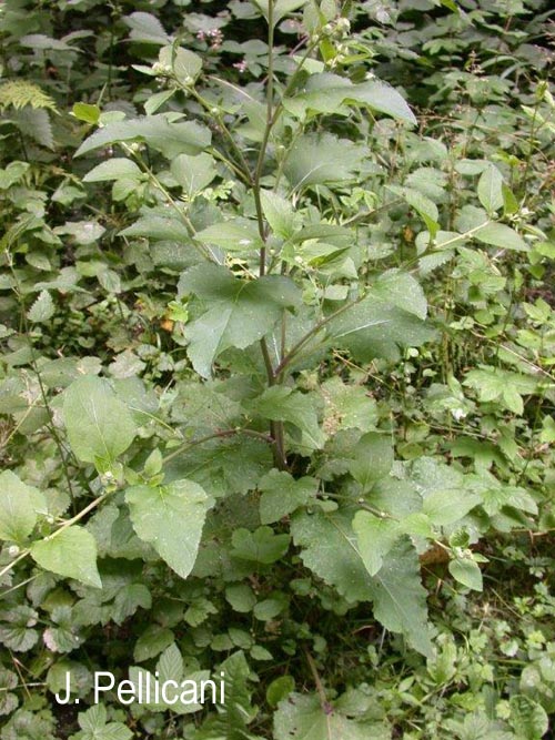 Arctium minus