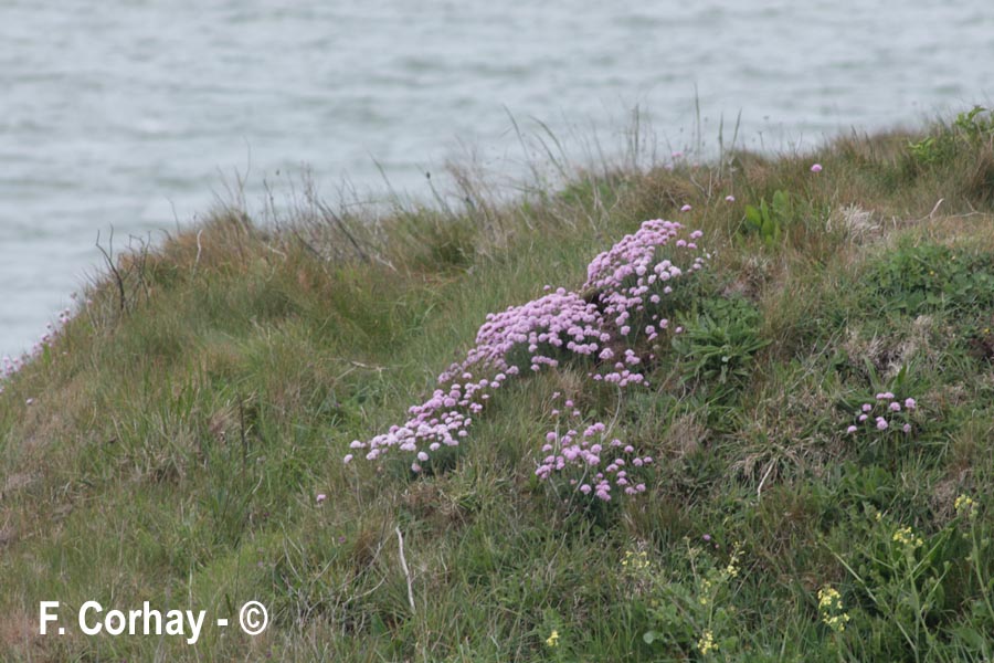 Armeria maritima