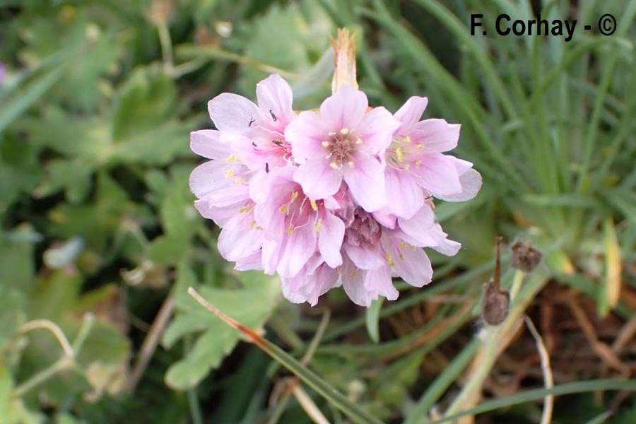 Armeria maritima