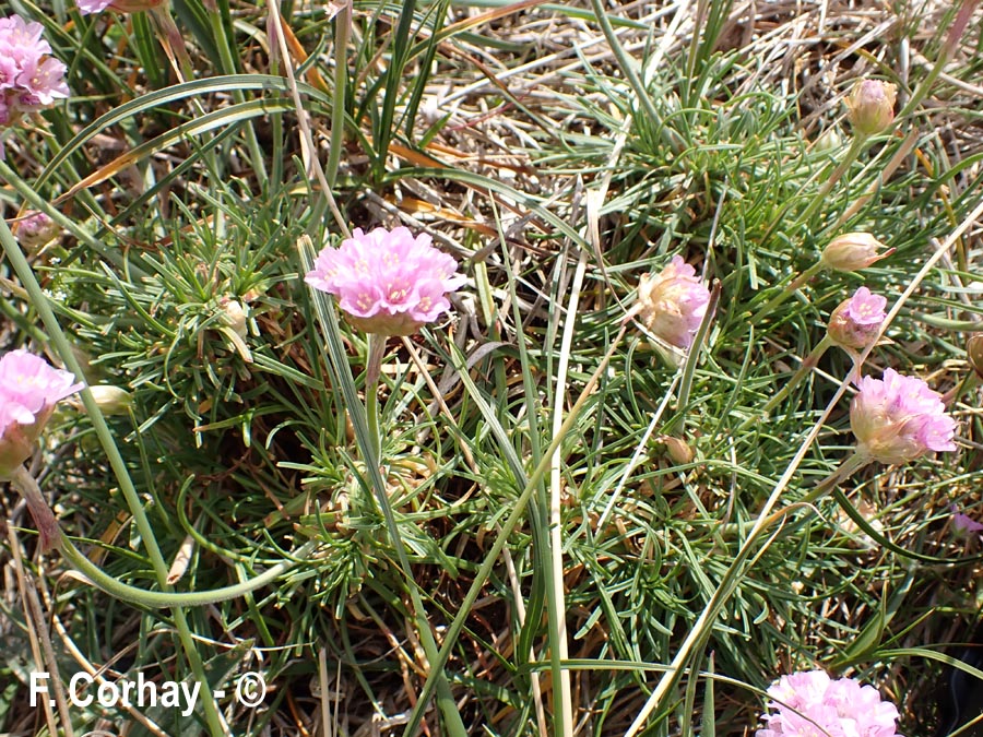 Armeria maritima