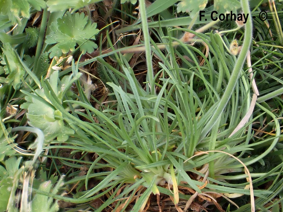 Armeria maritima