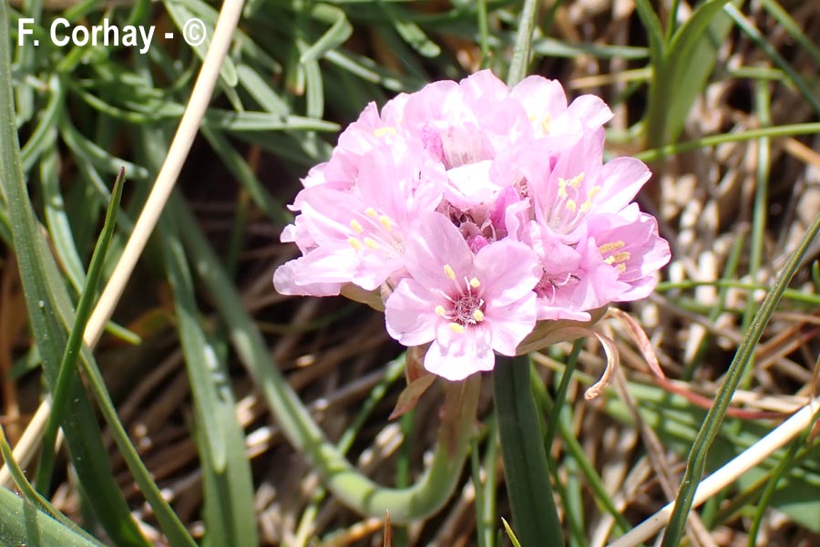 Armeria maritima