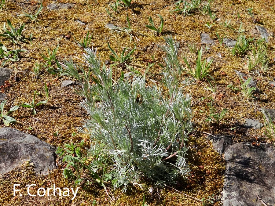 Artemisia campestris