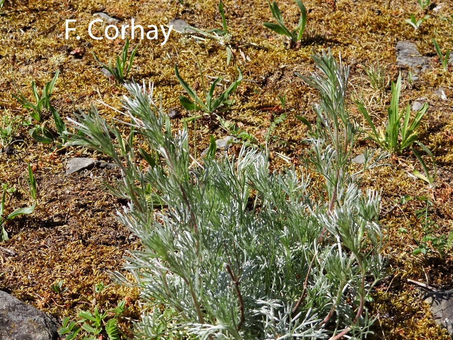 Artemisia campestris