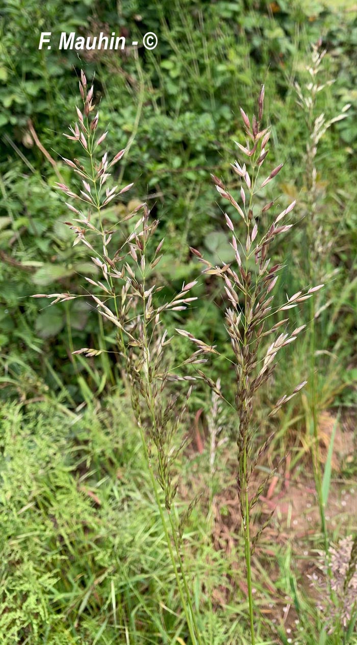 Arrhenatherum elatius (fromental élevé)