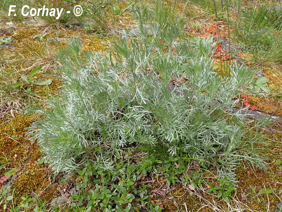 Artemisia campestris armoise champêtre)