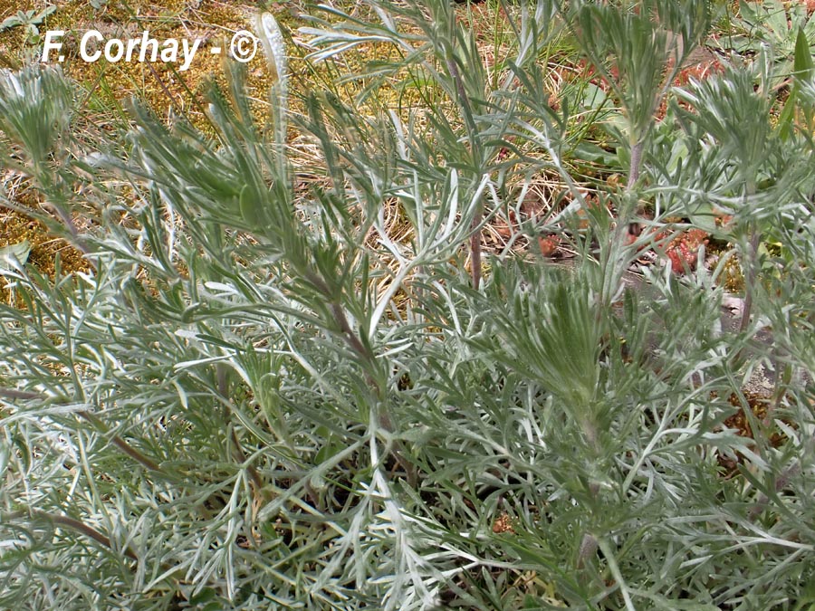 Artemisia campestris armoise champêtre)