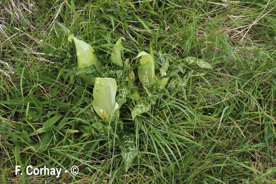 Arum italicum (arum d'Italie)