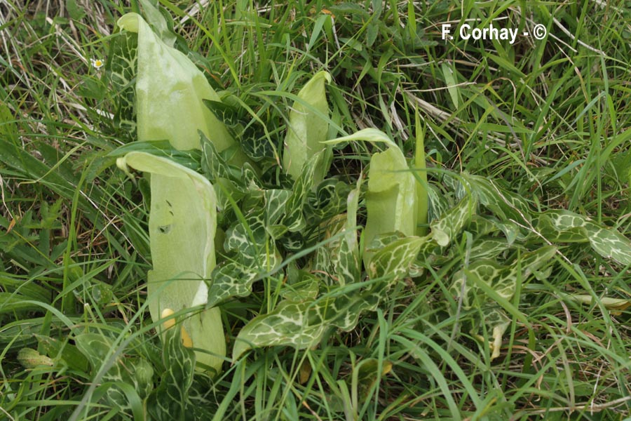 Arum italicum (arum d'Italie)