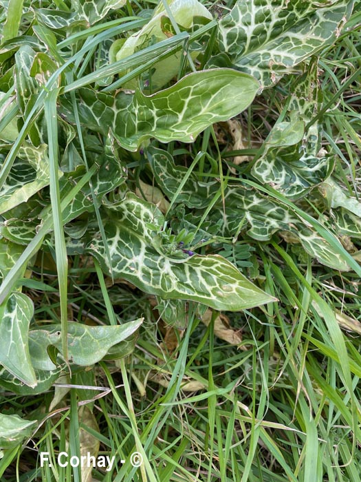 Arum italicum (arum d'Italie)
