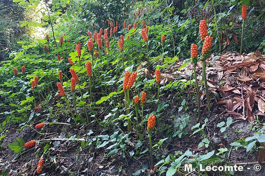 Arum maculatum