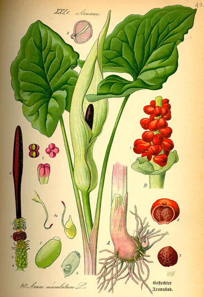 Arum maculatum