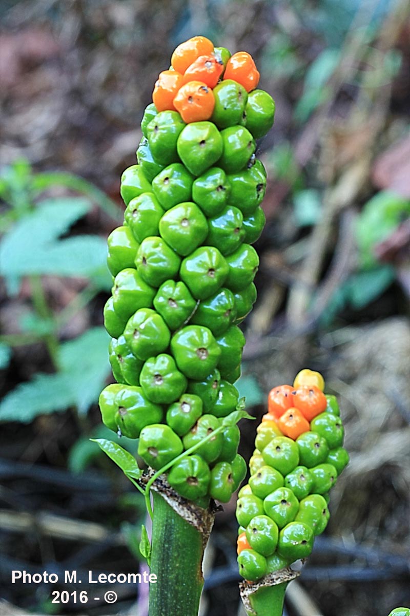 Arum maculatum