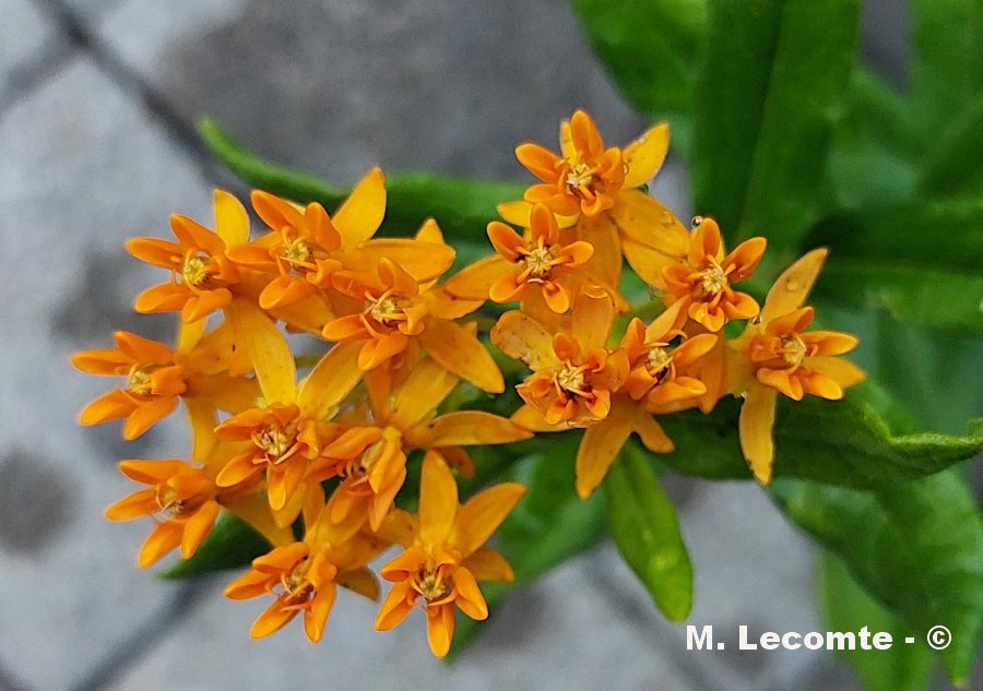 Asclepias tuberosa (asclépiade tubéreuse)