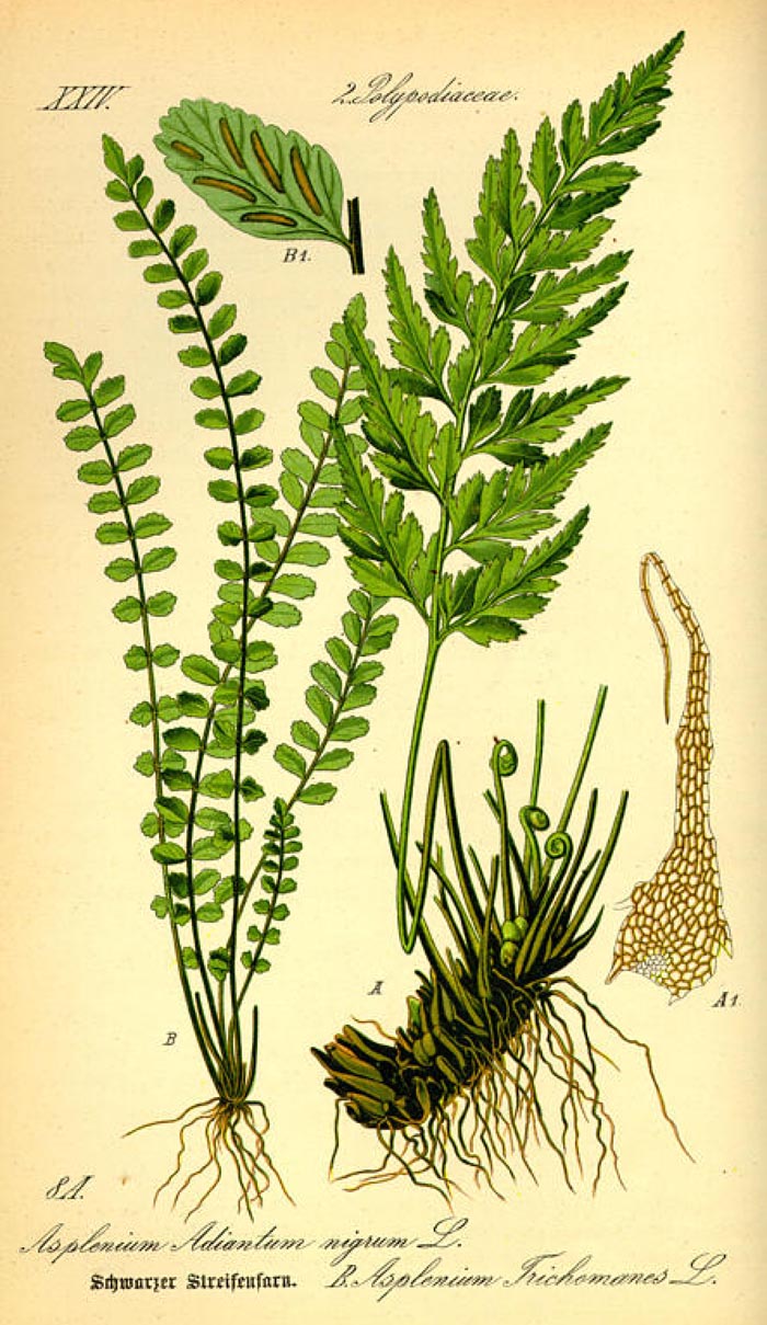 Asplenium adiantum-nigrum
