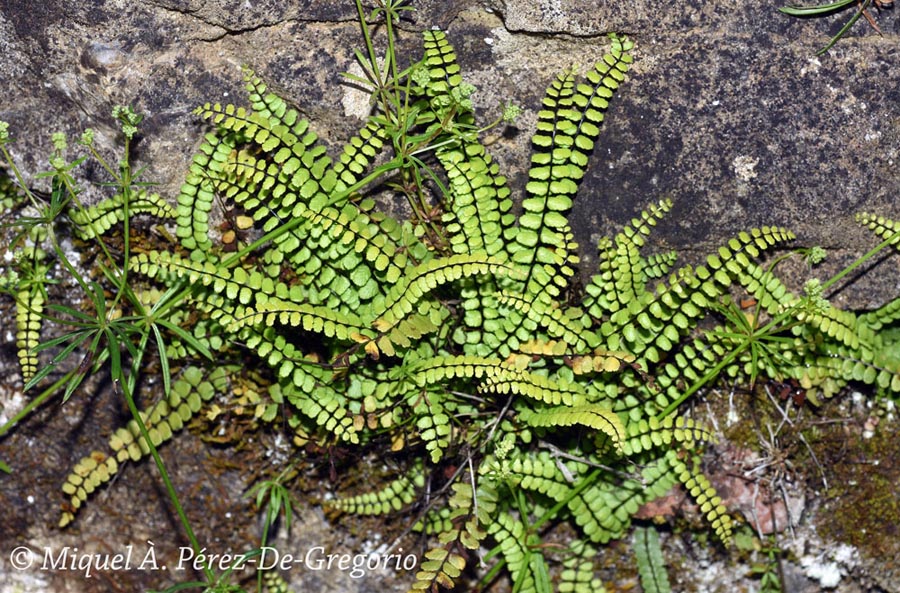 Asplenium trichomanes (fausse capillaire)