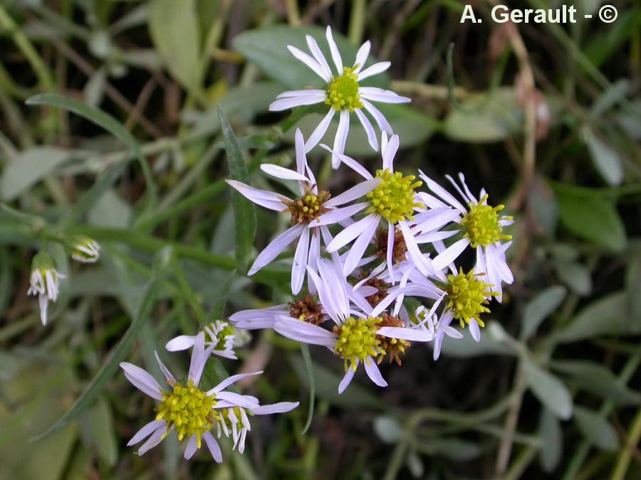 Aster pannonicum (Aster tripolium)