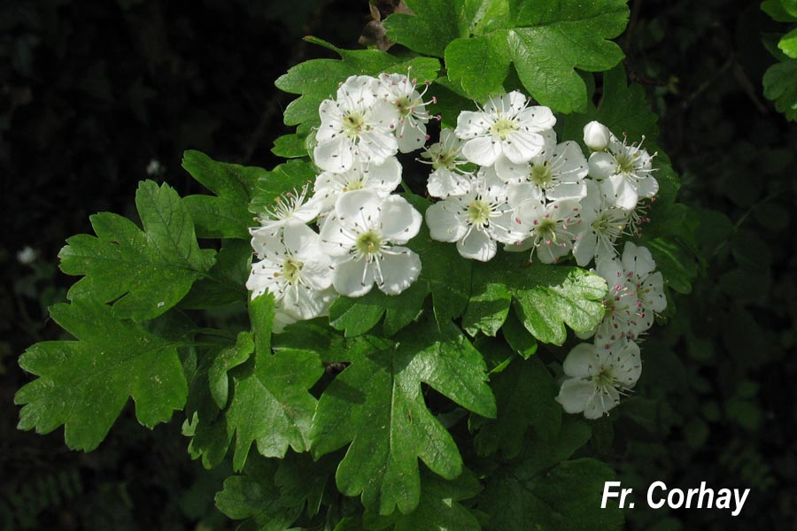 Crataegus monogyna