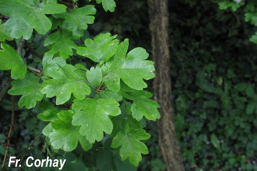 Crataegus monogyna