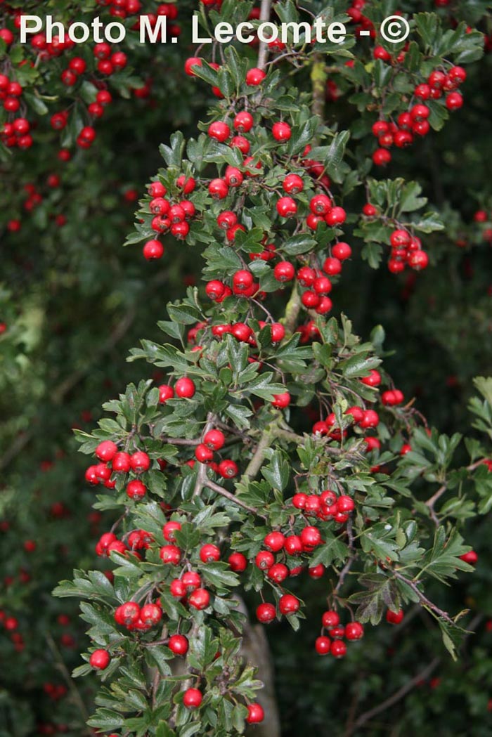 Crataegus monogyna