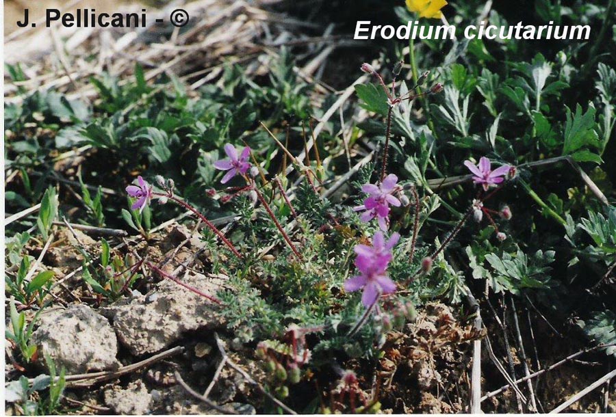 Erodium cicutarium