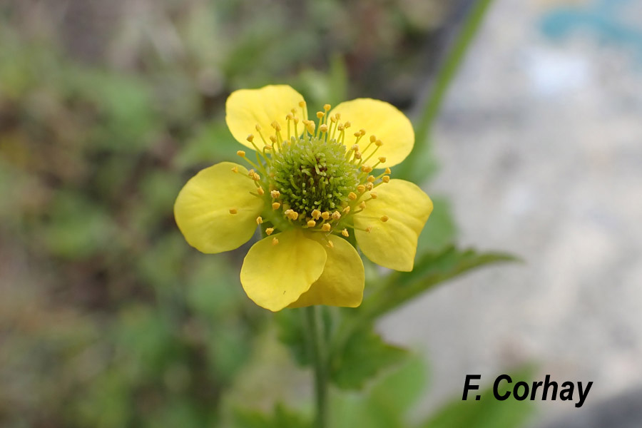 Geum urbanum