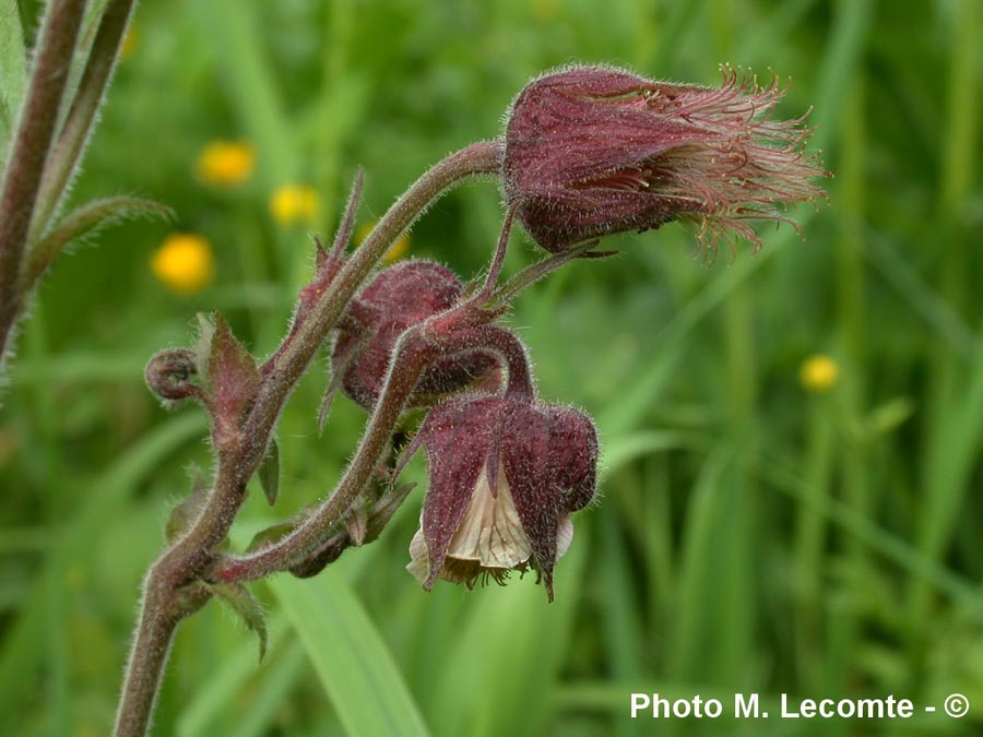 Geum rivale