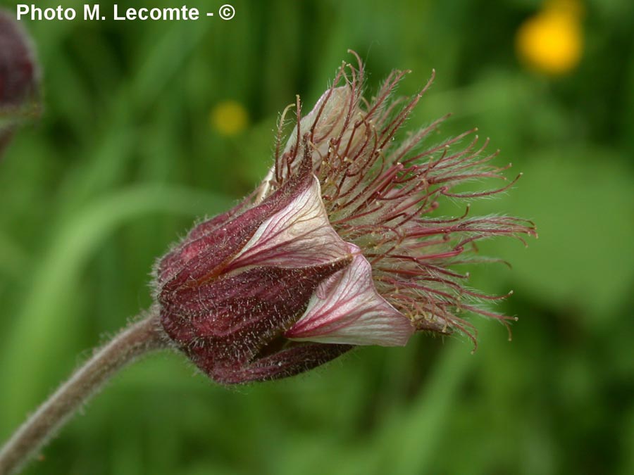 Geum rivale