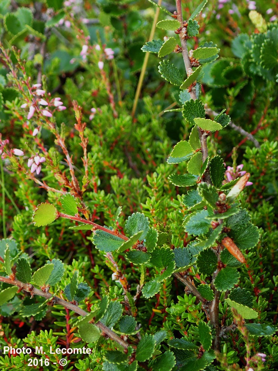 Betula nana