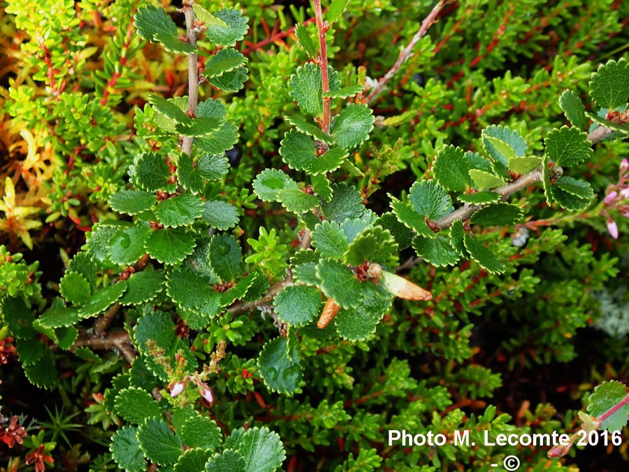 Betula nana