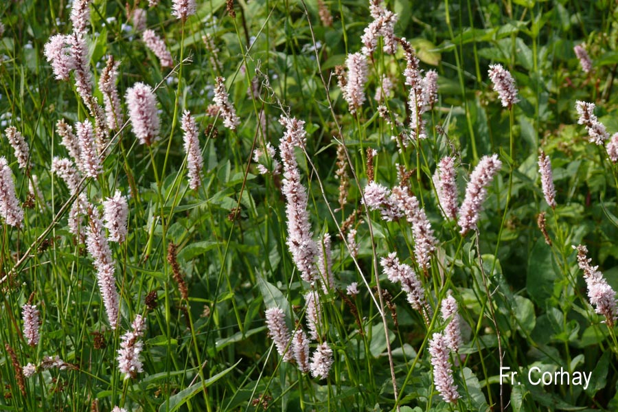 Bistorta officinalis