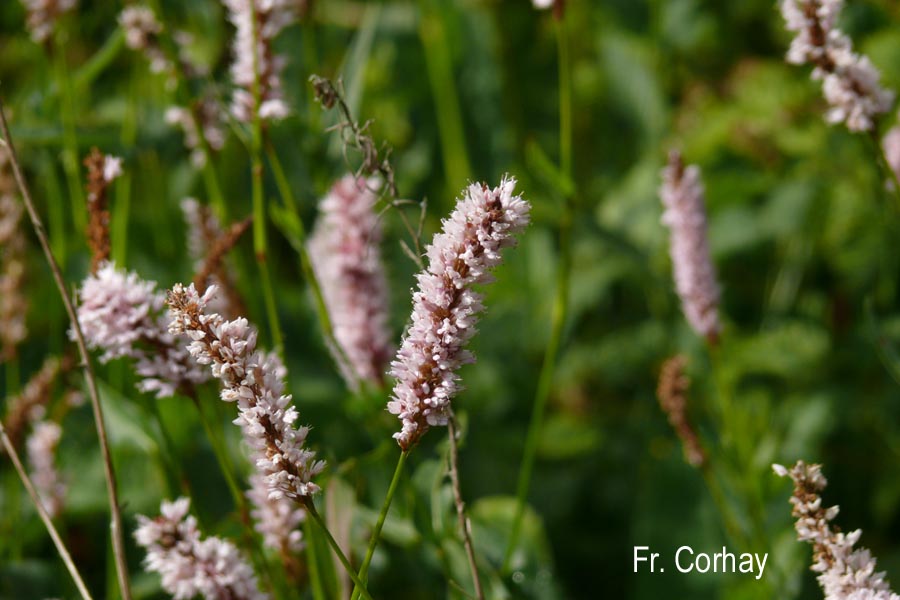 Bistorta officinalis