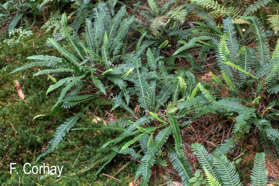 Blechnum spicant