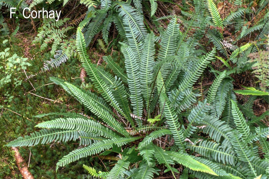 Blechnum spicant