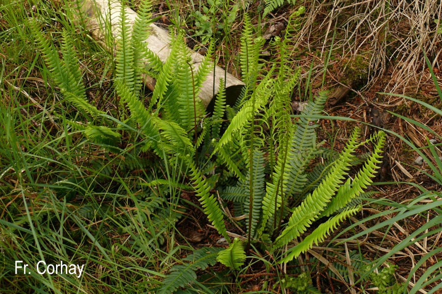 Blechnum spicant