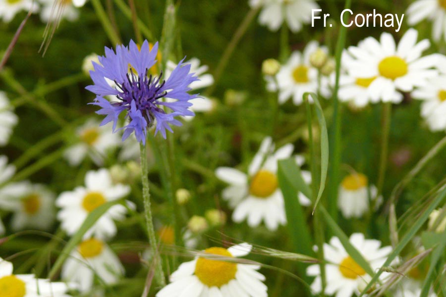 Centaurea cyanus