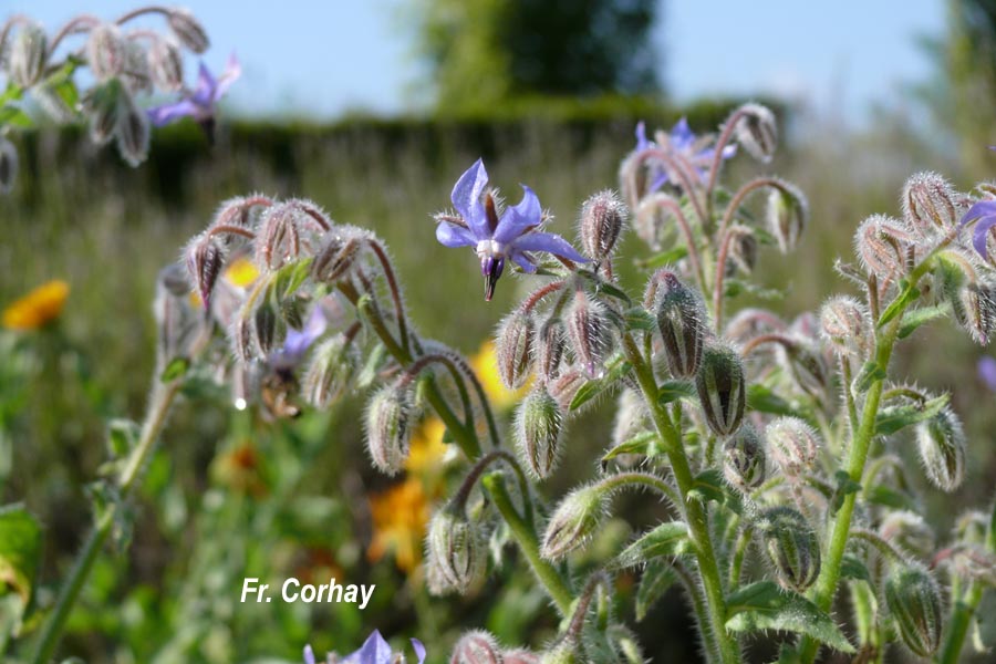 Borago officinalis