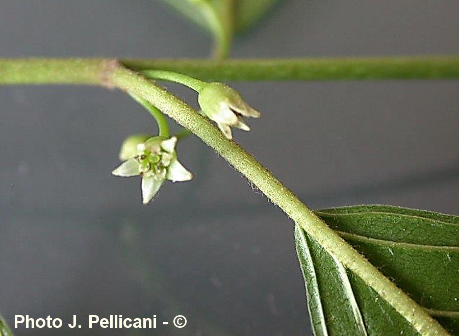 Frangula alnus