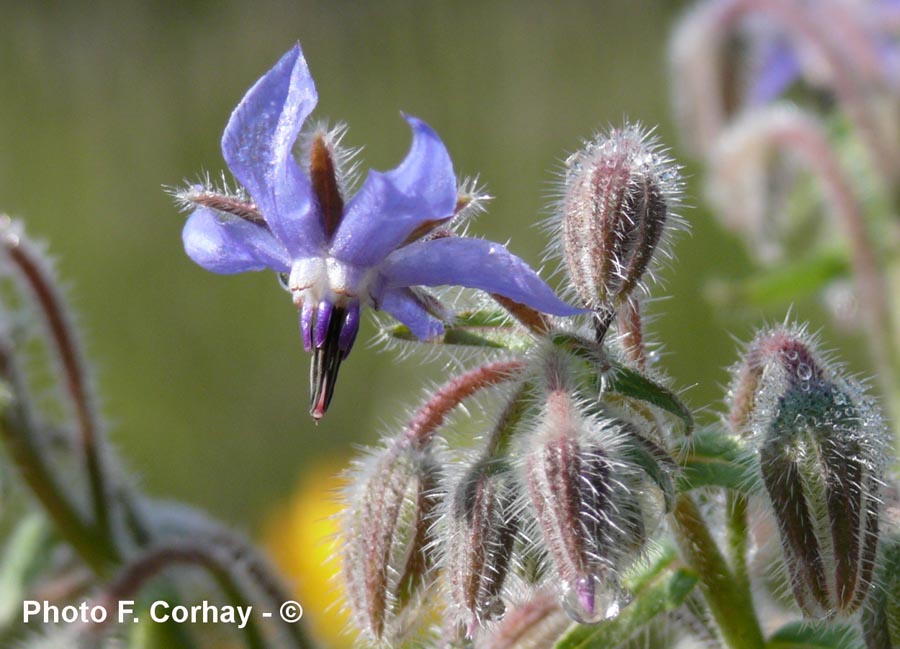 Borago officinalis