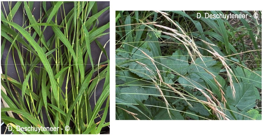 Brachypodium sylvaticum (brachypode des bois)